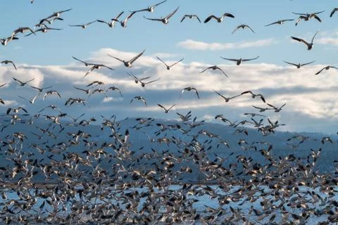 Snow Geese Migration. Stock Photos
