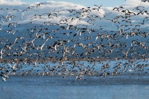 Snow Geese Migration. Stock Photos