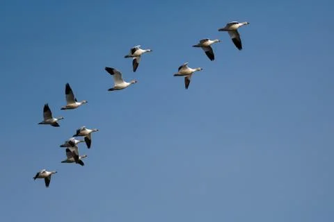 Snow Geese Migration. Stock Photos
