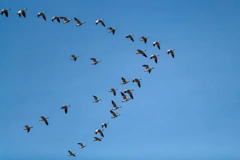 Snow Geese Migration. Stock Photos