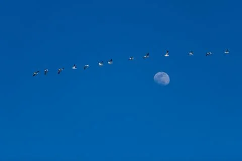 Snow Geese Migration. Stock Photos