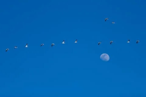 Snow Geese Migration. Stock Photos