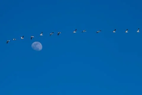 Snow Geese Migration. Stock Photos