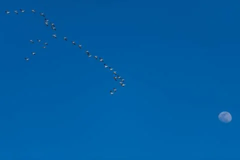 Snow Geese Migration. Stock Photos