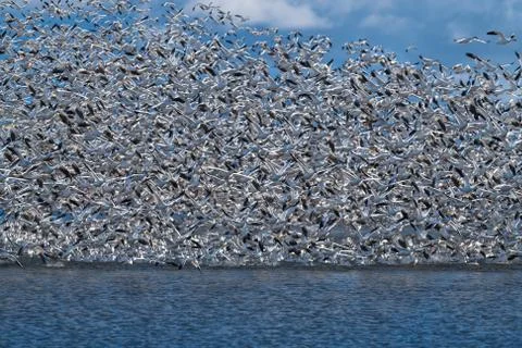 Snow Geese Migration Stock Photos