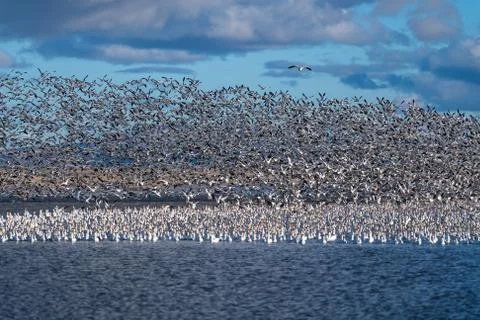 Snow Geese Migration Stock Photos