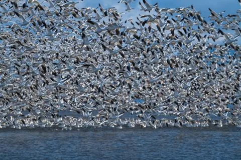Snow Geese Migration Stock Photos