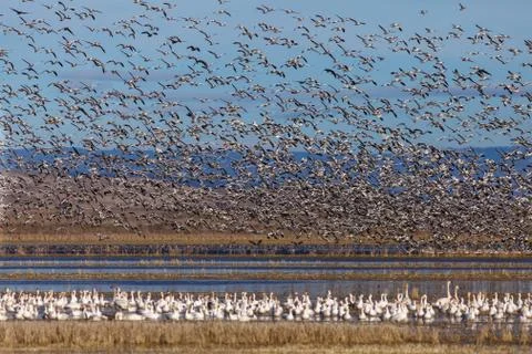 Snow geese migration Stock Photos