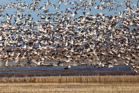 Snow geese migration Stock Photos
