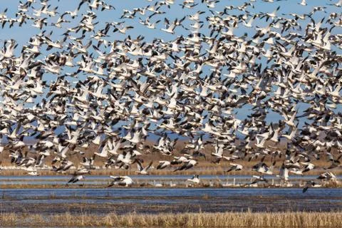 Snow geese migration Stock Photos