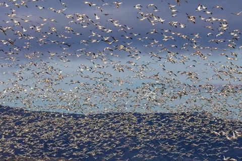 Snow geese migration Stock Photos