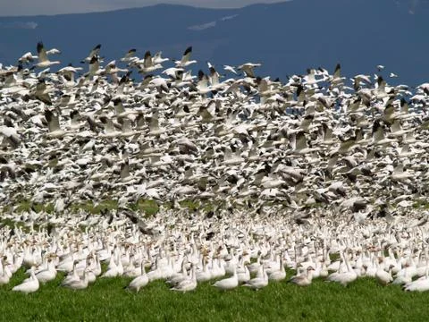 Snow Geese Фото