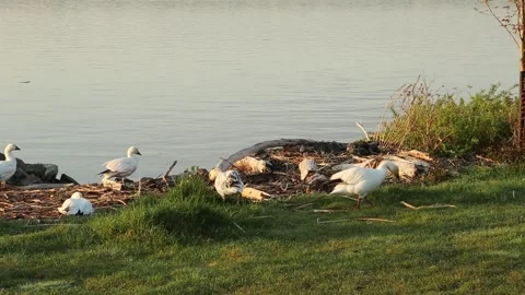 Snow geese resting or foraging for food Stock Footage 275829370