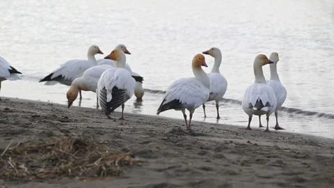 Snow-geese on sandy seashore, flock, 4k Stock Footage 263282389