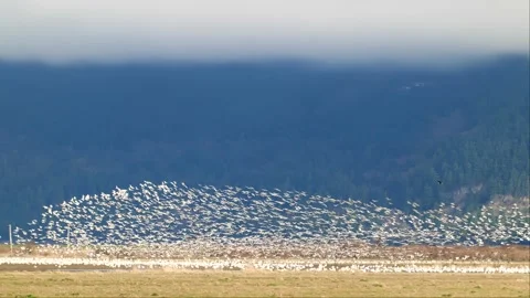 Snow geese at Skagit Spring Vídeo Stock 145883860