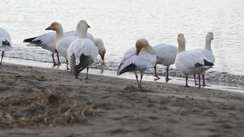 Snow-geese, small flock on seashore beach, 4k Stock Footage 263282306