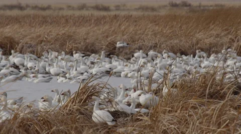 Snow geese in small open water of evening marsh Stock Footage 68096892