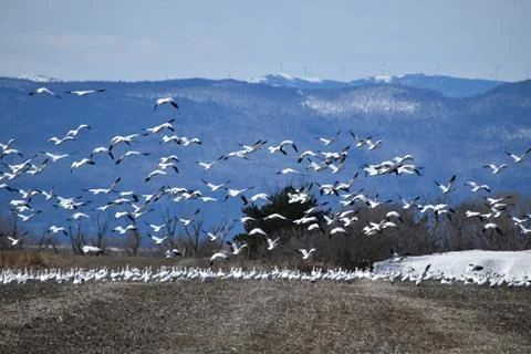 Snow geese in spring Stock Photos
