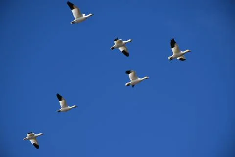 Snow geese in spring Stock Photos
