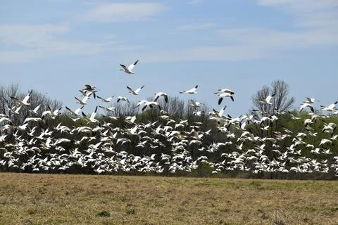 Snow geese in spring Stock Photos