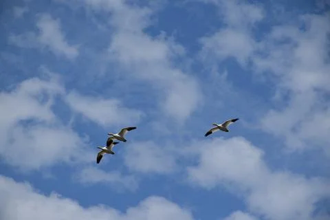 Snow geese in spring Stock Photos
