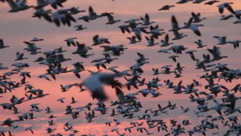 Snow Geese at Sunset Stock Footage 10586300