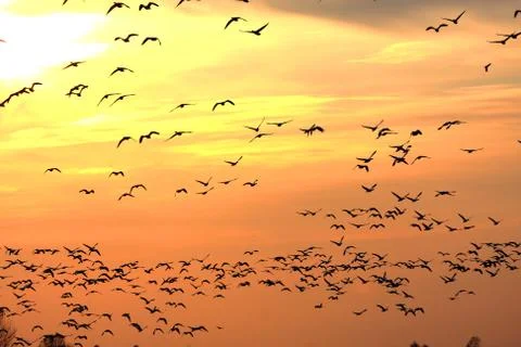 Snow geese at sunset Stock Photos