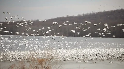 Snow Geese Take Off 스톡 동영상 5752706
