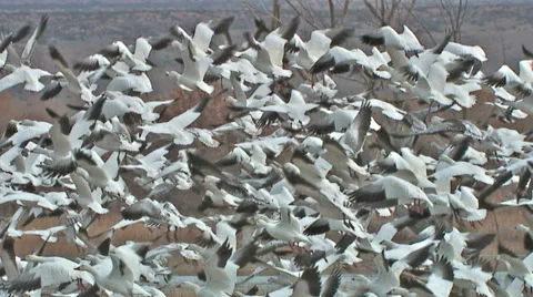 Snow geese take off Stock Footage 47082055