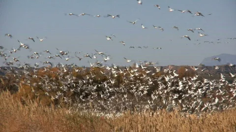 Snow Geese Taking Flight 库存影片 77502