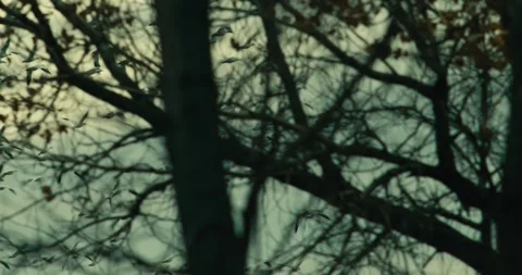 Snow Geese Taking Off Stock Footage 293725399