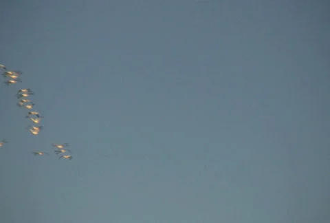 Snow Geese in V-Formation 库存影片 74655