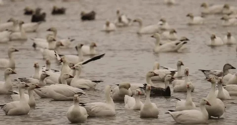 Snow geese w blue morphs Stock Footage 119676953