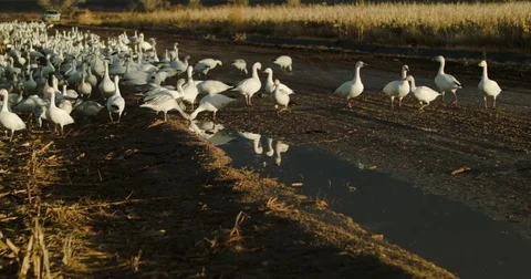 Snow Geese on Wet Road Stock Footage 71815232