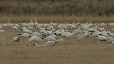 Snow geese in wheat field feed and fight low angle Stock Footage 68087385