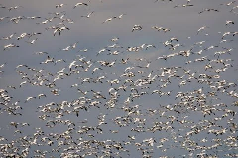 Snow geeses taking off for it migration Stock Photos