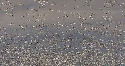 Snow geeses taking off for it migration Stock Photos
