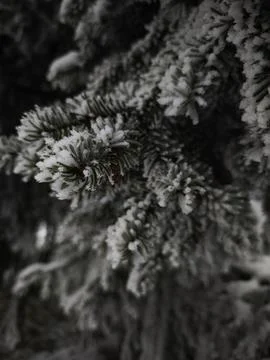 Snow gently covering pine tree branches in winter wonderland Stock Photos