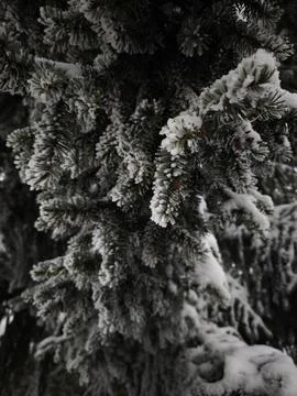 Snow gently dusting pine tree branches in winter wonderland Stock Photos