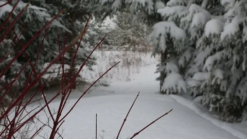 Snow gently falling between trees Stock Footage 77280896