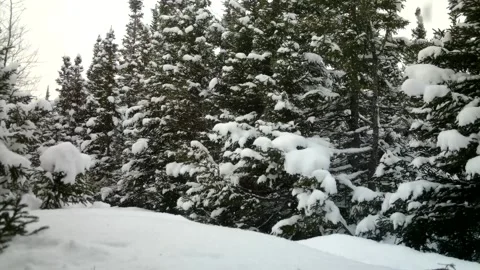 Snow gently falling Video stock 170663618