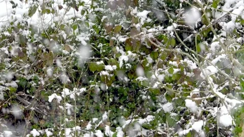 Snow gently falling Vidéo 235163870