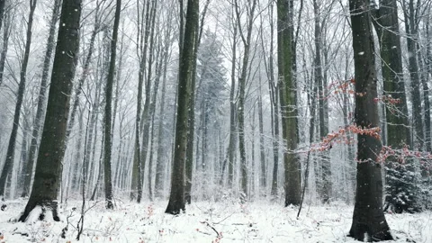 Snow gently falling in a forest Stock Footage 165395482