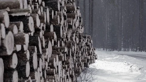 Snow gently falling next to logs Stock Footage 109166274