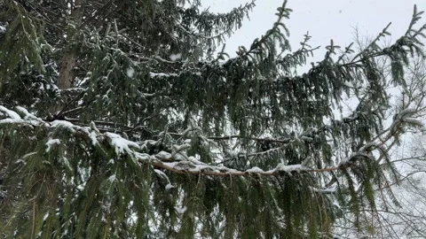 Snow gently falling on to pine branches on a winter day Stock Footage 328365036