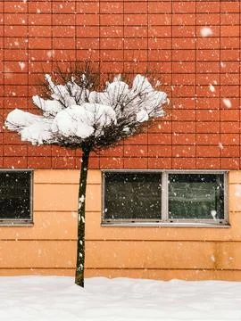 Snow gently falling on small pruned tree beside charming building with warm Stock Photos