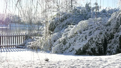 Snow gently falling on top of a fresh pile of snow on a bamboo patch Stock Footage 168218998