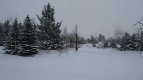 Snow gently falling on trees on island in frozen pond Stock Footage 77281050