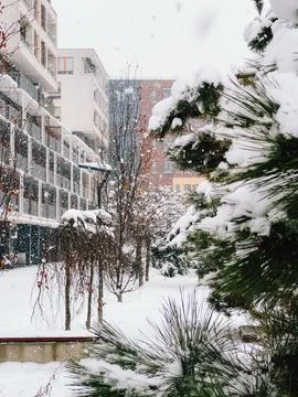 Snow gently falling on urban park, blanketing pine trees and bare deciduous Stock Photos
