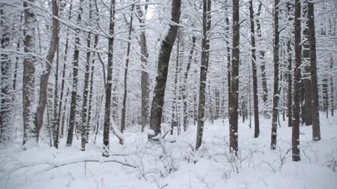 Snow Glazed Woods 13 Stock Footage 233299606